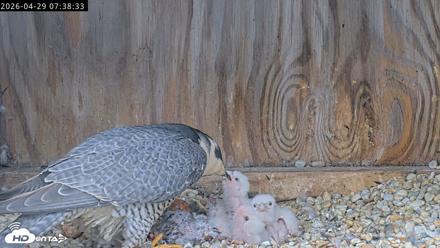 Richmond Virginia Peregrine Falcon Live Cam - Apr 29, 2026, 7:51am EDT