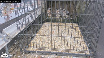 Richmond Virginia Peregrine Falcon Live Cam - May 25, 2026, 10:58am EDT