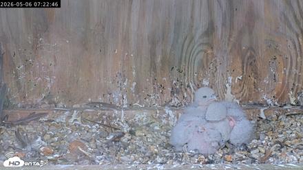 Richmond Virginia Peregrine Falcon Live Cam - May 6, 2026, 7:23am EDT