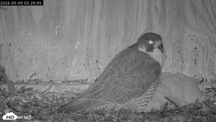 Richmond Virginia Peregrine Falcon Live Cam - May 9, 2026, 3:21am EDT
