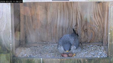 Richmond Virginia Peregrine Falcon Live Cam - Mar 25, 2026, 12:10pm EDT