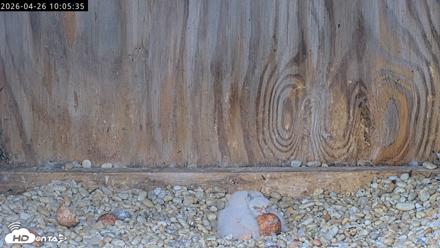 Richmond Virginia Peregrine Falcon Live Cam - Apr 26, 2026, 10:18am EDT