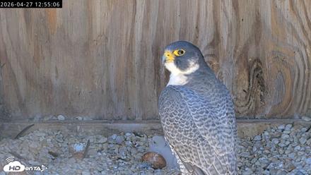 Richmond Virginia Peregrine Falcon Live Cam - Apr 27, 2026, 1:06pm EDT
