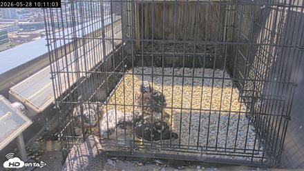 Richmond Virginia Peregrine Falcon Live Cam - May 28, 2026, 10:12am EDT