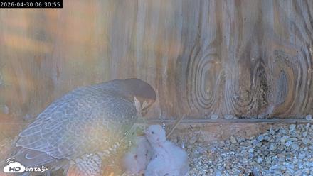 Richmond Virginia Peregrine Falcon Live Cam - Apr 30, 2026, 6:42am EDT