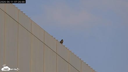 Richmond Virginia Peregrine Falcon Live Cam - Jun 11, 2026, 7:27am EDT