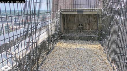 Richmond Virginia Peregrine Falcon Live Cam - Jun 9, 2026, 12:13pm EDT