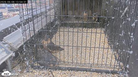Richmond Virginia Peregrine Falcon Live Cam - Jun 8, 2026, 1:55pm EDT