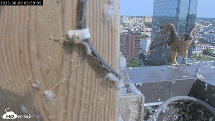 Richmond Virginia Peregrine Falcon Live Cam - Jun 9, 2026, 10:00am EDT