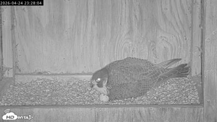 Richmond Virginia Peregrine Falcon Live Cam - Apr 24, 2026, 11:39pm EDT