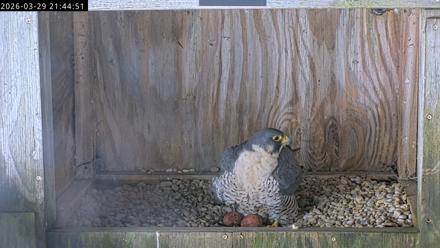 Richmond Virginia Peregrine Falcon Live Cam - Mar 29, 2026, 9:56pm EDT