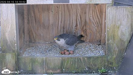 Richmond Virginia Peregrine Falcon Live Cam - Apr 16, 2026, 2:21pm EDT