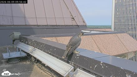 Richmond Virginia Peregrine Falcon Live Cam - Jun 9, 2026, 9:58am EDT
