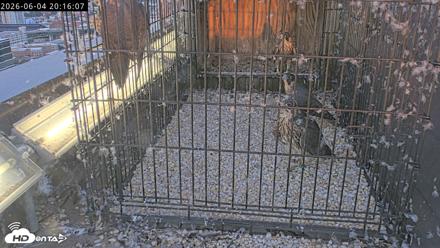 Richmond Virginia Peregrine Falcon Live Cam - Jun 4, 2026, 8:17pm EDT