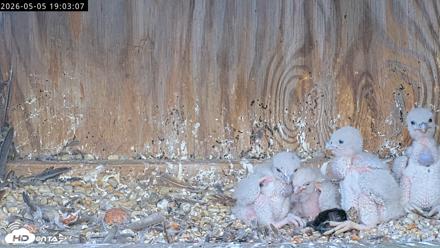 Richmond Virginia Peregrine Falcon Live Cam - May 5, 2026, 7:03pm EDT