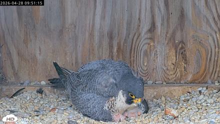 Richmond Virginia Peregrine Falcon Live Cam - Apr 28, 2026, 10:03am EDT