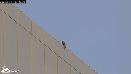Richmond Virginia Peregrine Falcon Live Cam - Jun 11, 2026, 7:46am EDT
