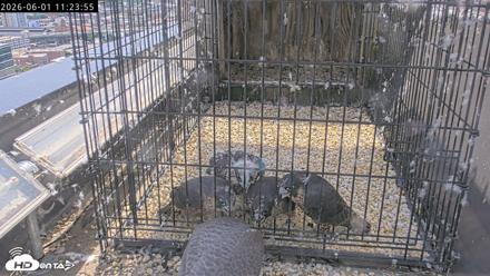 Richmond Virginia Peregrine Falcon Live Cam - Jun 1, 2026, 11:25am EDT