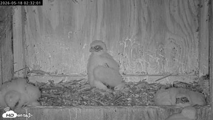 Richmond Virginia Peregrine Falcon Live Cam - May 18, 2026, 2:33am EDT