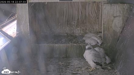 Richmond Virginia Peregrine Falcon Live Cam - May 18, 2026, 10:38pm EDT