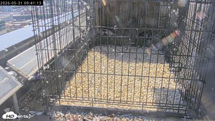 Richmond Virginia Peregrine Falcon Live Cam - May 31, 2026, 9:45am EDT