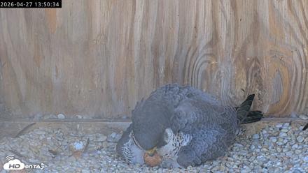 Richmond Virginia Peregrine Falcon Live Cam - Apr 27, 2026, 2:02pm EDT