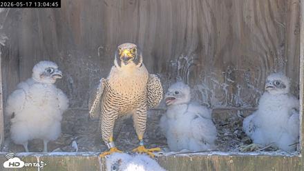 Richmond Virginia Peregrine Falcon Live Cam - May 17, 2026, 1:07pm EDT