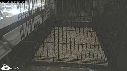 Richmond Virginia Peregrine Falcon Live Cam - May 23, 2026, 1:28am EDT