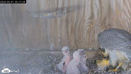 Richmond Virginia Peregrine Falcon Live Cam - May 1, 2026, 8:18pm EDT
