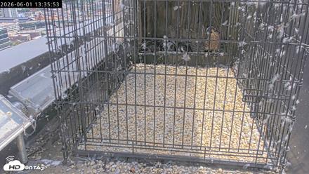 Richmond Virginia Peregrine Falcon Live Cam - Jun 1, 2026, 1:37pm EDT