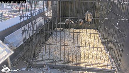 Richmond Virginia Peregrine Falcon Live Cam - May 28, 2026, 1:42pm EDT