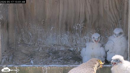 Richmond Virginia Peregrine Falcon Live Cam - May 17, 2026, 1:03pm EDT