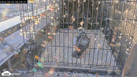 Richmond Virginia Peregrine Falcon Live Cam - Jun 2, 2026, 6:30am EDT