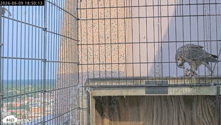 Richmond Virginia Peregrine Falcon Live Cam - Jun 9, 2026, 6:52pm EDT