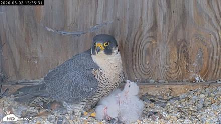 Richmond Virginia Peregrine Falcon Live Cam - May 2, 2026, 1:36pm EDT