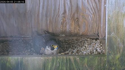 Richmond Virginia Peregrine Falcon Live Cam - Apr 5, 2026, 9:19pm EDT
