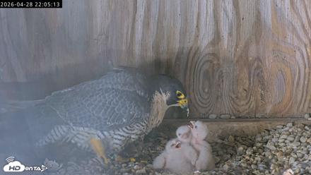 Richmond Virginia Peregrine Falcon Live Cam - Apr 28, 2026, 10:16pm EDT