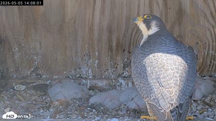 Richmond Virginia Peregrine Falcon Live Cam - May 5, 2026, 2:08pm EDT