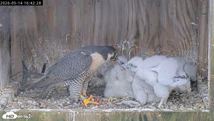 Richmond Virginia Peregrine Falcon Live Cam - May 14, 2026, 4:43pm EDT
