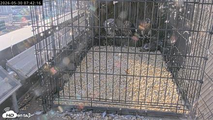 Richmond Virginia Peregrine Falcon Live Cam - May 30, 2026, 7:45am EDT