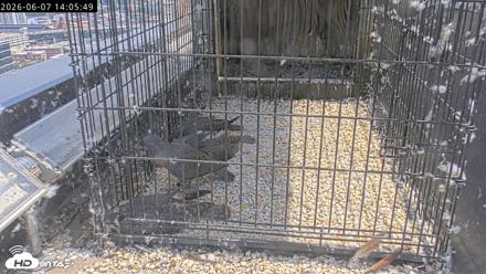 Richmond Virginia Peregrine Falcon Live Cam - Jun 7, 2026, 2:07pm EDT