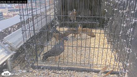 Richmond Virginia Peregrine Falcon Live Cam - Jun 7, 2026, 1:23pm EDT