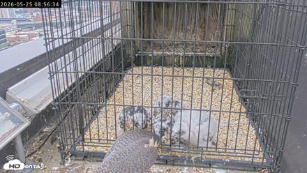 Richmond Virginia Peregrine Falcon Live Cam - May 25, 2026, 8:58am EDT