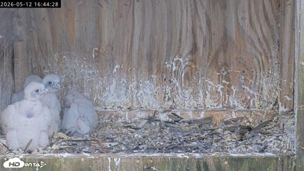 Richmond Virginia Peregrine Falcon Live Cam - May 12, 2026, 4:45pm EDT