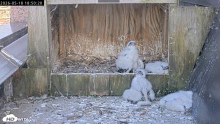 Richmond Virginia Peregrine Falcon Live Cam - May 18, 2026, 6:51pm EDT