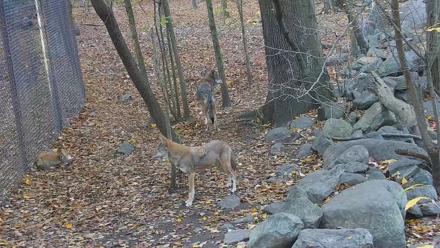Wolf Center - Group 4 Wolves - Oct 21, 2025, 8:18am EDT