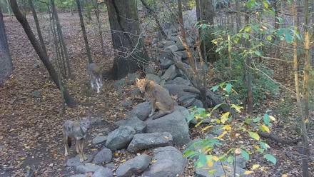 Wolf Center - Group 4 Wolves - Oct 9, 2025, 8:03am EDT