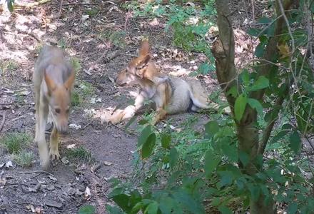 Wolf Center - Group 4 Wolves - Aug 8, 2025, 12:01pm EDT