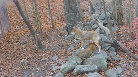 Wolf Center - Group 4 Wolves - Nov 11, 2025, 7:34am EST