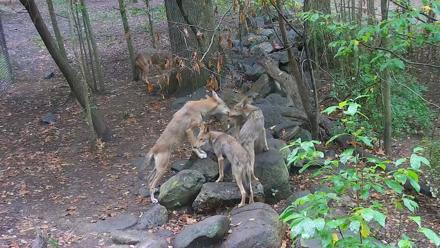 Wolf Center - Group 4 Wolves - Sep 24, 2025, 9:00am EDT